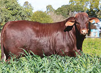 KILOCK KASPER Q28